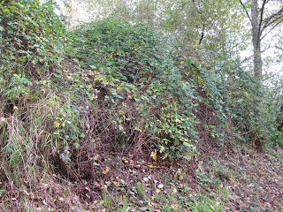Click to see large image