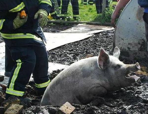 [animales%2520con%2520problemas%2520%252810%2529%255B2%255D.jpg]
