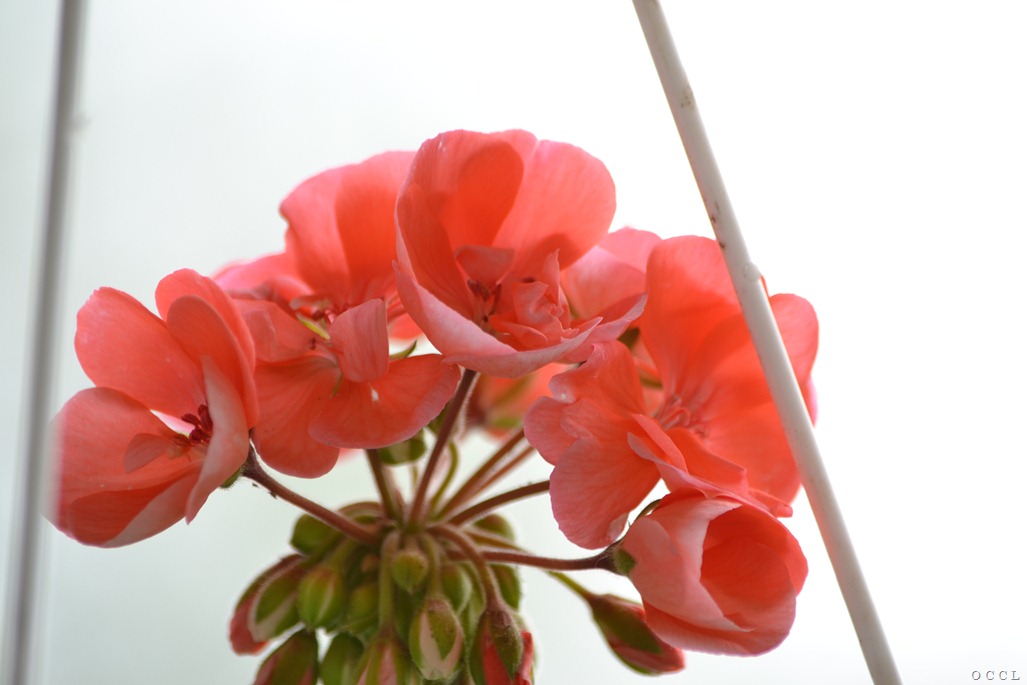 [DSC_7571%255B3%255D.jpg]