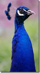 aviary21