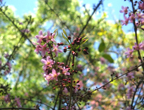 sakura, philippine cherry blossom, samar