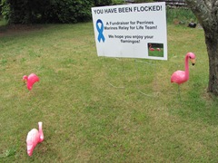 you've been flocked2