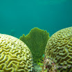  Snorkel Buck Island Reef 