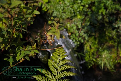 Glendurgan Garden-7.jpg