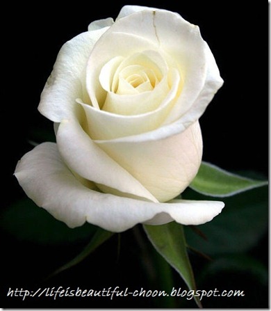 white-rose-elegant-flower-5