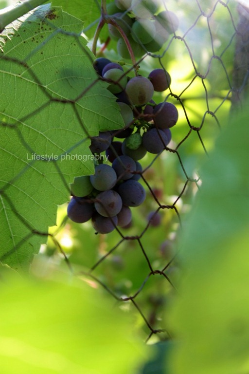 [aimg5%255B5%255D.jpg]