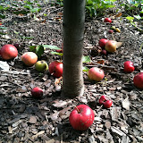  rote Äpfel