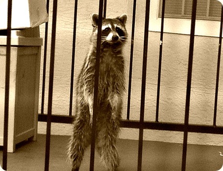 raccoon
