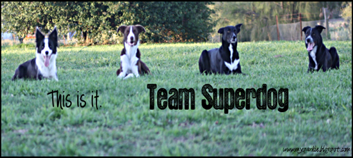team-superdog