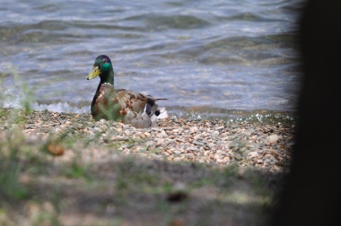 DSC_0142.jpg DSC 0142