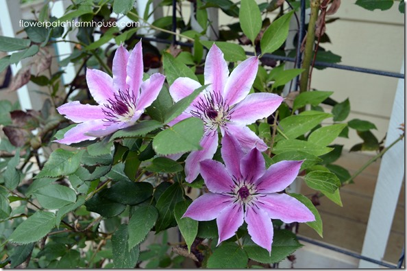 neller moser clematis