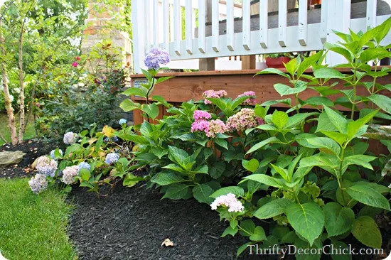 growing hydrangeas