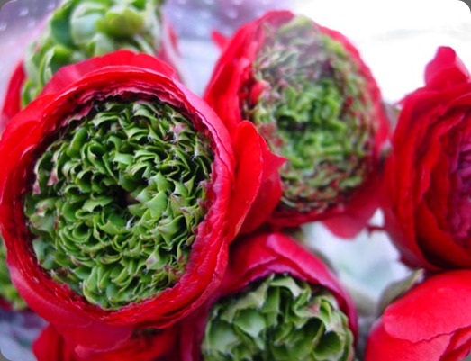 9-5-11 002 stevens and sons wholesale and florist red ranunculus w green eye 9-5-11 002 stevens and sons wholesale and florist red ranunculus w green eye