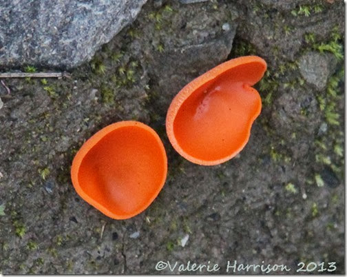 23-orange-peel-fungi