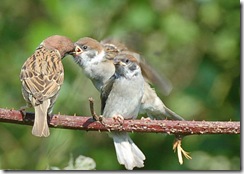 RSPB Bempton Cliffs