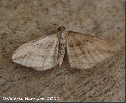 Oblique Carpet Oblique Carpet