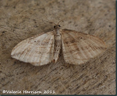 Oblique Carpet