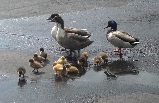 [2012-05-06_10-45-25_213%255B4%255D.jpg]