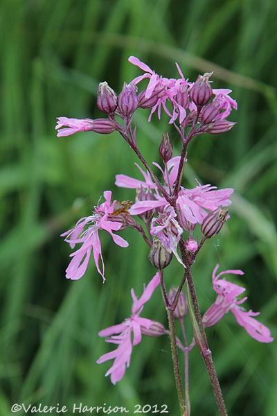 [44-Ragged-Robin%255B2%255D.jpg]