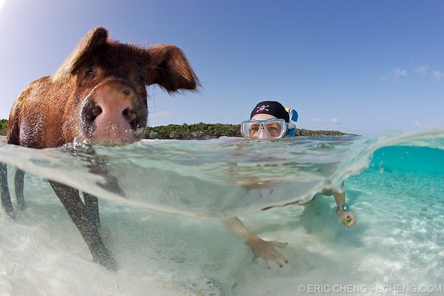 pigs-of-bahamas-7