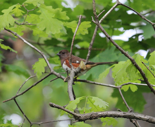 Female Eastern Towhee