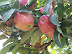 Picking Apples