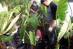 Helping in the new Greenhouse