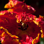DSC_0690.jpg