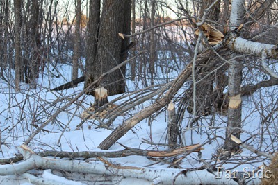 Beavers work area