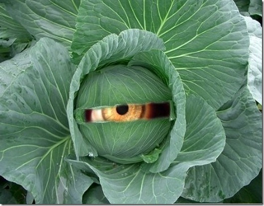 eating-cabbage-health-effects-2
