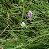 IMG_7256.jpg