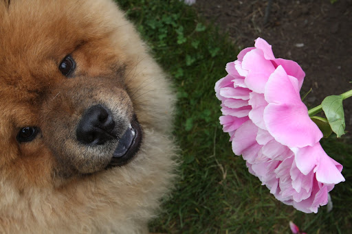 If you don't have peonies in your garden, then you are really missing out!