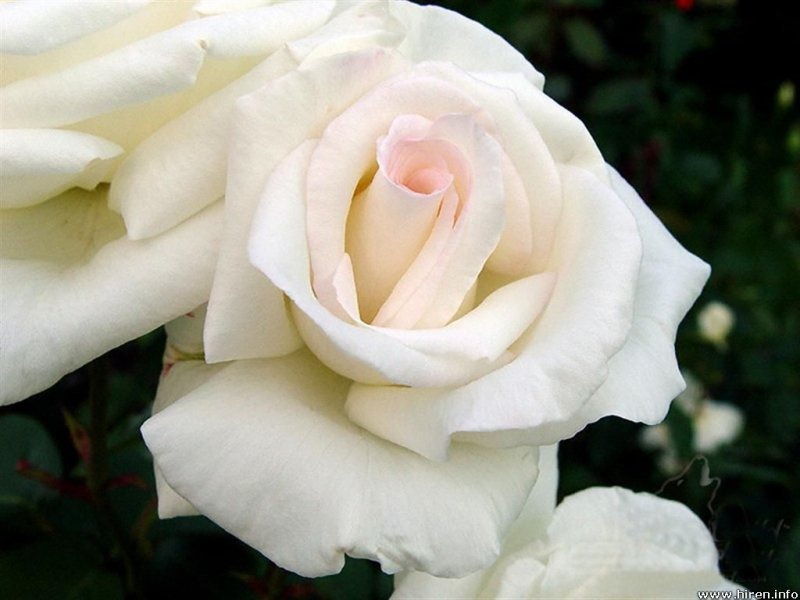 [white%2520rose%255B9%255D.jpg]