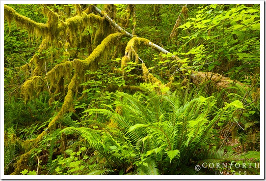 USA, Washington, Olympic NP, Moss covered vine maple (Acer circinatum) and ferns in the Hoh Rainforest