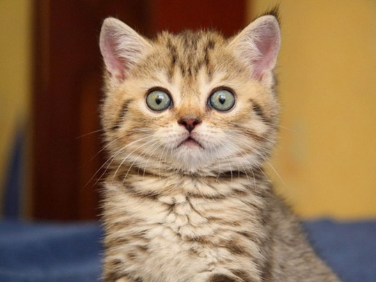 [animals-worried-face-29%255B2%255D.jpg]