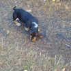 Chester 2008 - Chester 2008 cz.2