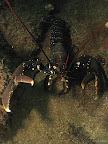 Lobster: a lobster backs into a crevice and warns off the camera