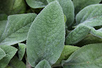 Lamb's ears are grown more for the texture and color of its foliage than for its bloom  Why, if they were my color, they would look just like my ears!