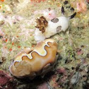 NudiBranch  
