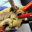 heart_vessels_external_closer_labeled.JPG