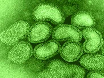 [h5n1201588593.jpg]