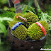 Miniature durians adorn SM City Davao during the Kadayawan festival