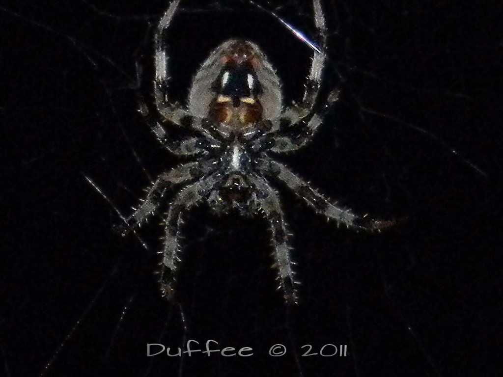 [Itsy%2520Bitsy%25201%255B3%255D.jpg]