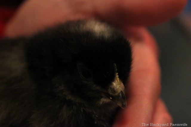 [chicks%252005%255B5%255D.jpg]