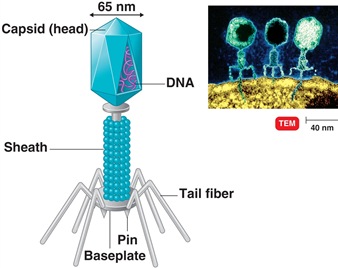 T even bacteriophage structure 