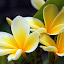 Delicate and Beautiful Flowers - Bali, Indonesia