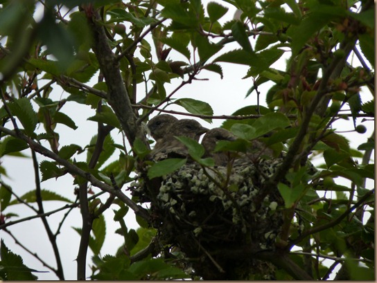 fledglings 017 fledglings 017