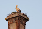 Storch auf dem Dammgut Ritterhude