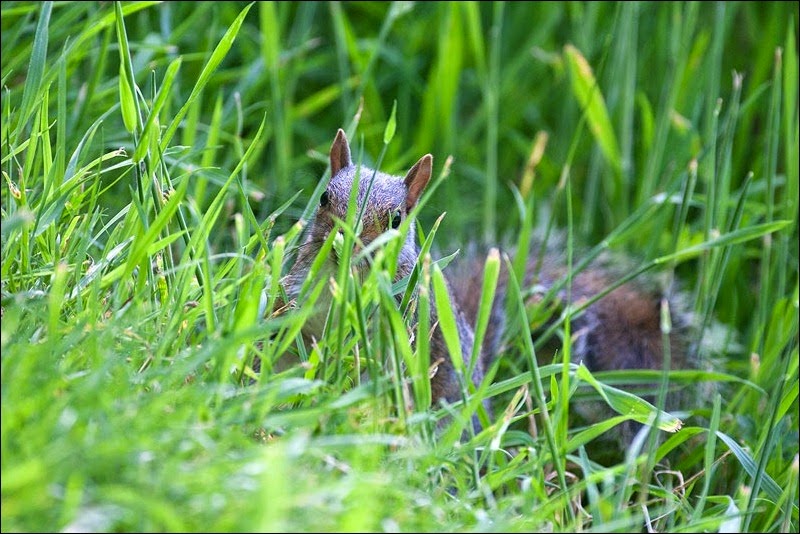 Grey Squirrel