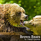 Bear photography in Romania